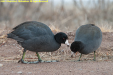 coots on land